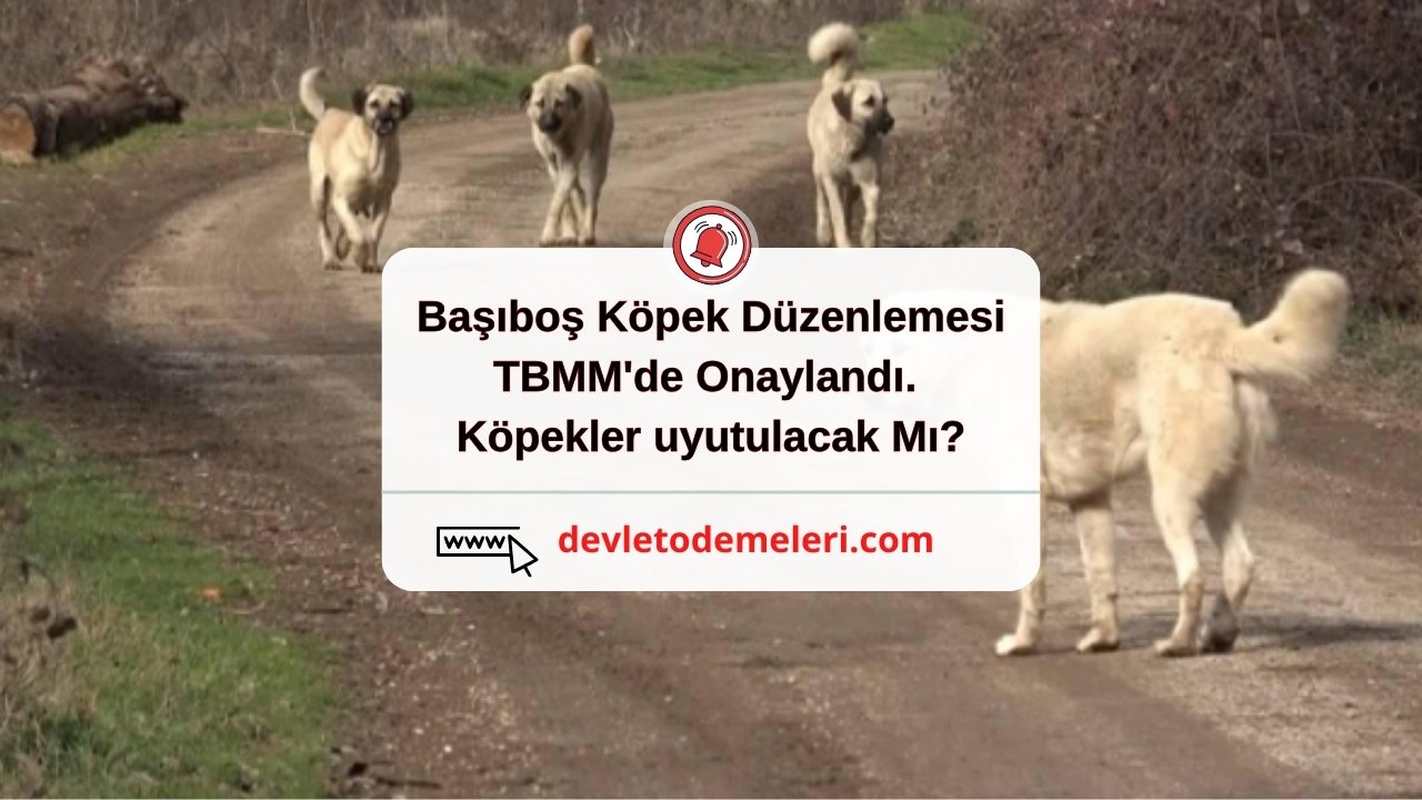 Başıboş Köpek Düzenlemesi TBMM'de Onaylandı. Köpekler uyutulacak Mı?