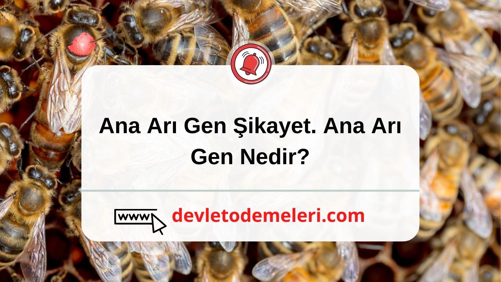 Ana Arı Gen Şikayet